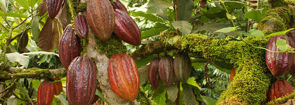 planta-cacao1